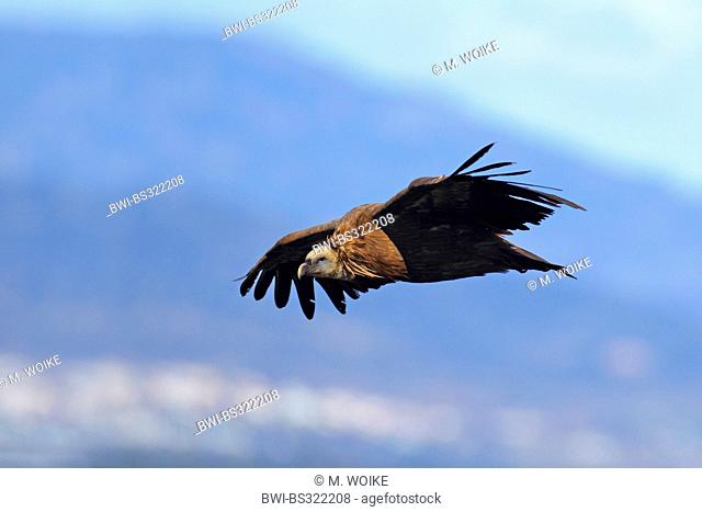 griffon vulture (Gyps fulvus), immature bird flying, Spain, Extremadura