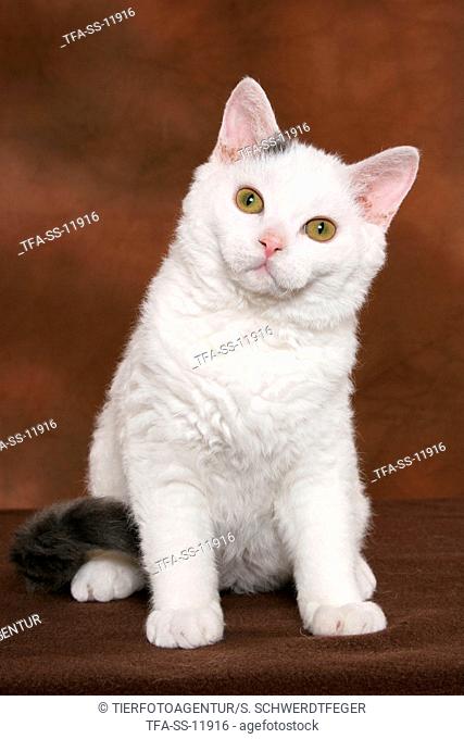 sitting young Selkirk Rex
