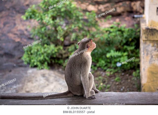 Monkey relaxing on rock wall