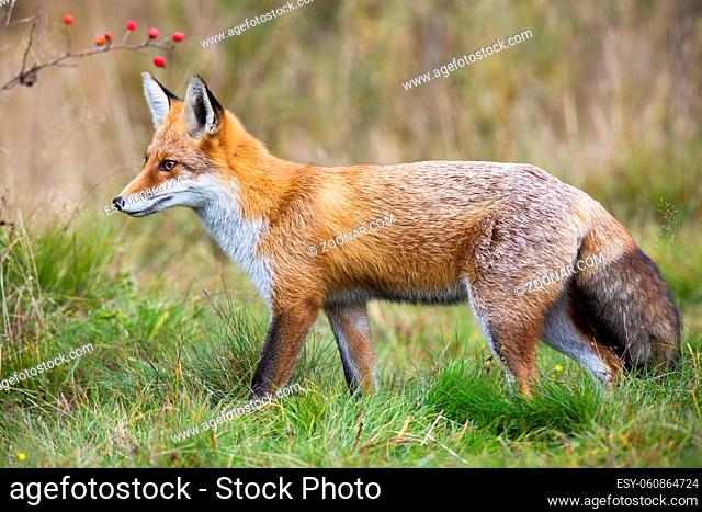 Red fox, vulpes vulpes, walking on green meadow in autumn nature. Wild predator going on fresh grassland in fall. Orange mammal moving in wilderness