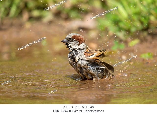House Sparrow (Passer domesticus) adult male, bathing in garden pond, Duns, Berwickshire, Scottish Borders, Scotland, June