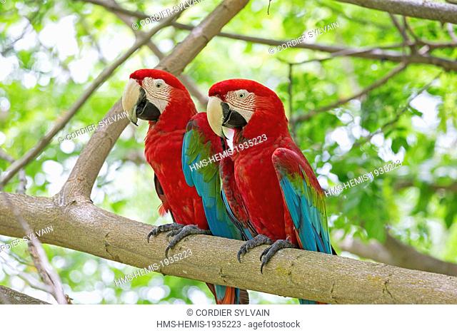Malaysia, Sabah state, Sandakan, Sepilok Orang Utan Rehabilitation Center, Red-and-green Macaw or Green-winged Macaw (Ara chloropterus), captiv