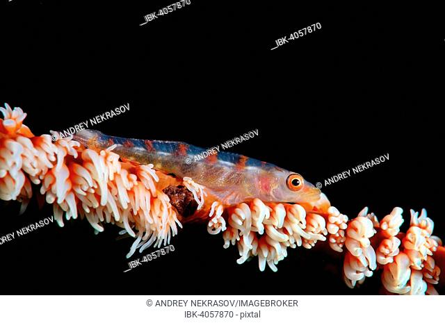Large Whip Goby or White-line Seawhip Goby (Bryaninops amplus), Bohol Sea, Philippines
