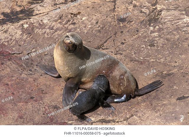 Falkland Island Fur Seal Arctocephalus australis Female with pup - New Island