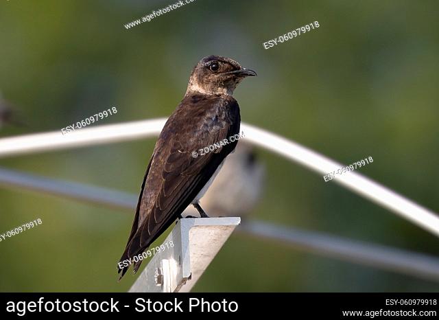 The purple martin ( Progne subis ) is the largest swallow in North America