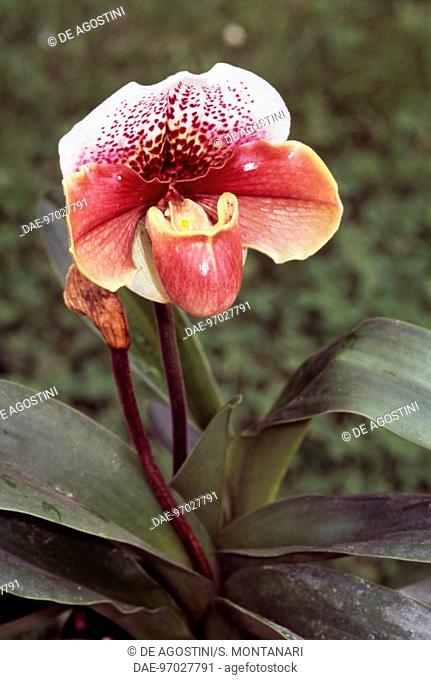 Venus' Slipper (Paphiopedilum insigne), Orchidaceae