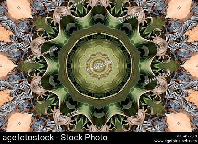 Kaleidoskop einer Blume - Kaleidoscope of a flower