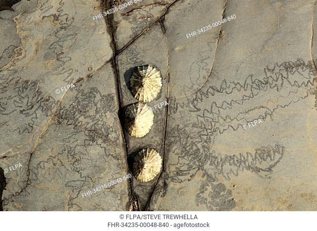 Common Limpet (Patella vulgata) three adults, attached to rock with feeding tracks at low tide, Kimmeridge Bay, Isle of Purbeck, Dorset, England, August