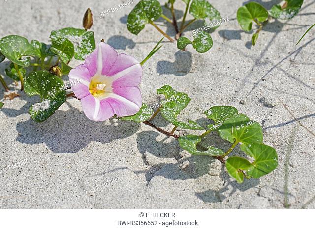 Beach morning-glory, Sea bindweed, Seashore false bindweed, Seashore morning-glory (Calystegia soldanella, Convolvulus soldanella), blooming, Germany