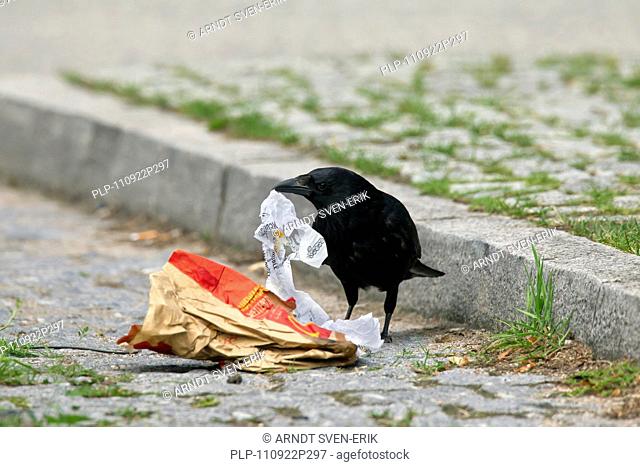 Carrion crow Corvus corone looking for food in garbage on street, Germany