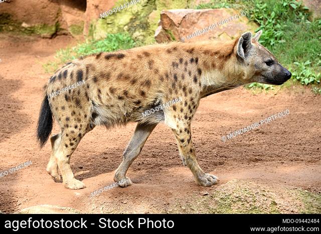 Hyena in the Bioparc. Valencia (Spain), November 07th, 2022