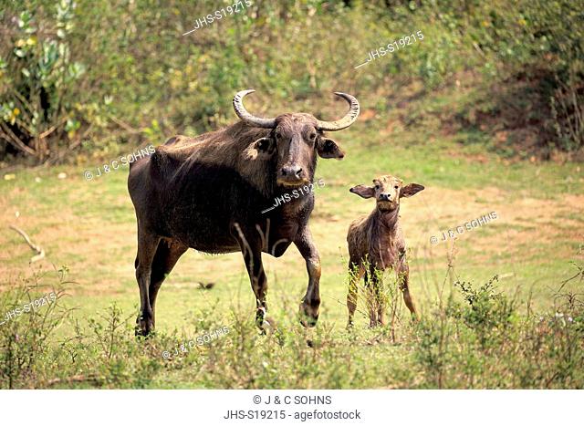 Wild Water Buffalo, (Bubalus arnee), female with young, Udawalawe Nationalpark, Sri Lanka, Asia
