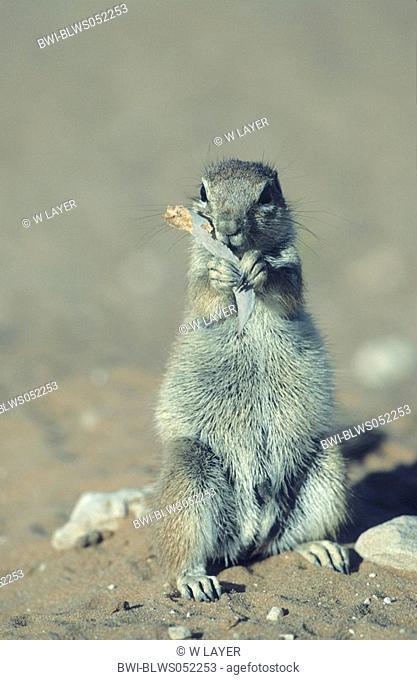 South African ground squirrel, Cape ground squirrel Geosciurus inauris, Xerus inauris, feeding