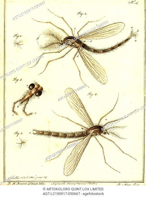 Tipula, Print, Tipula is a very large insect genus in the fly family Tipulidae. They are commonly known as crane flies or daddy longlegs