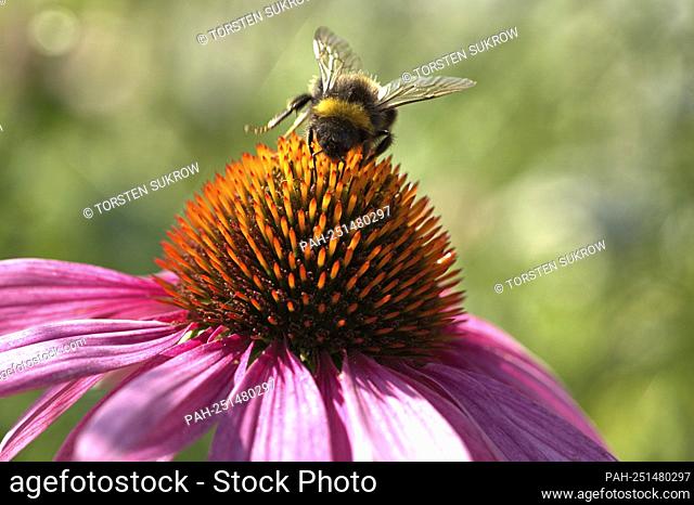 Schleswig, purple coneflower (Echinacea purpurea), also called red sun hat in a public flower bed in the city. Close up of the blood with the conical blood...