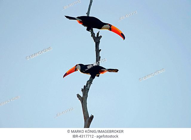 Common toucans or toco toucans (Ramphastos toko) sitting on dead branch, Pantanal, Brazil