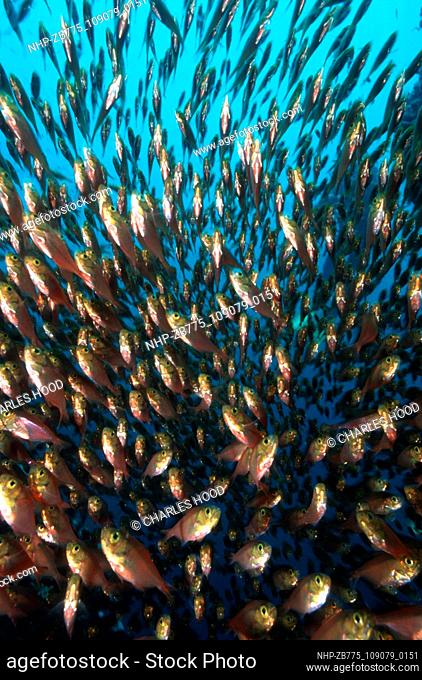 Glassfish  Date: 23/4/01  Ref: ZB775-109079-0151  COMPULSORY CREDIT: Oceans Image/Photoshot