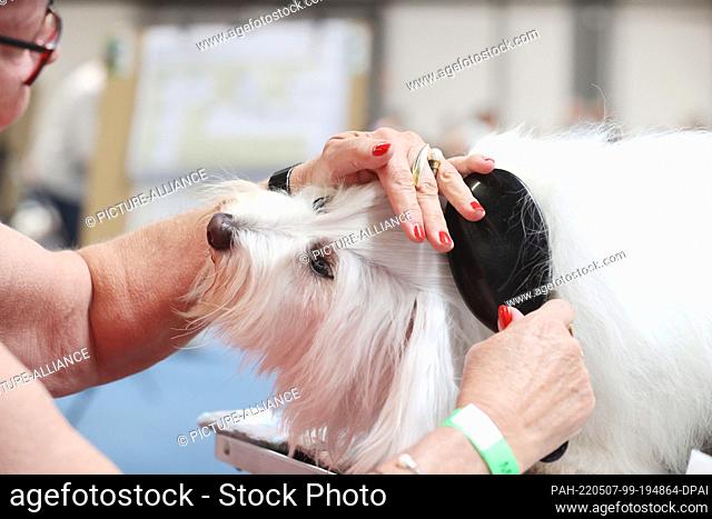 07 May 2022, Thuringia, Erfurt: Irene Beckert coiffures her bitch ""Franzi"" from the Coton de Tulear breed at the International Pedigree Dog Show