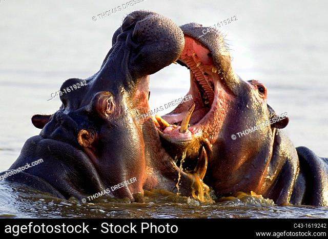 Hippopotamus Hippopotamus amphibius - Two bulls at an 'educational' play fight  Noticeable the larger size of the bull on the left  Sunset Dam