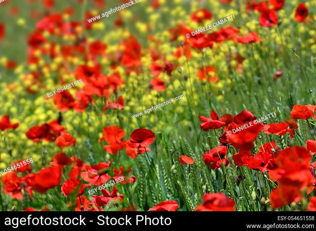 Close up on red poppies in a wheat field in Tuscany near San Quirico d'Orcia (Siena). Italy