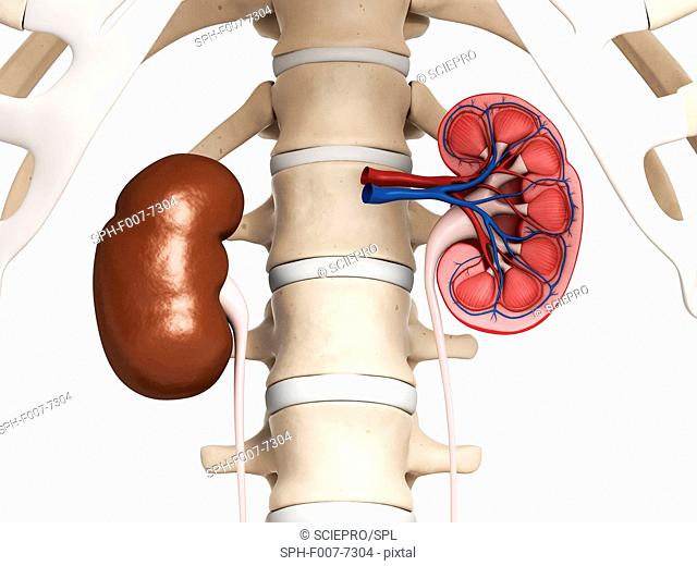 Kidney anatomy, computer artwork
