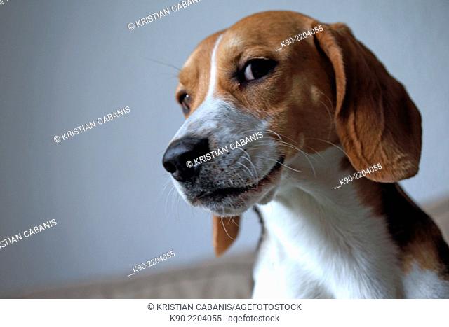 Head photo of Tricolor Beagle looking naughty, Berlin, Germany, Europe