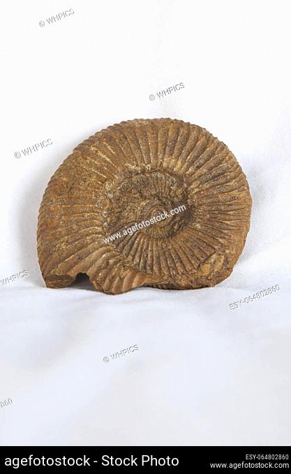 Ammonite fossil passendorferia teresiformis. Placed over cotton cloth