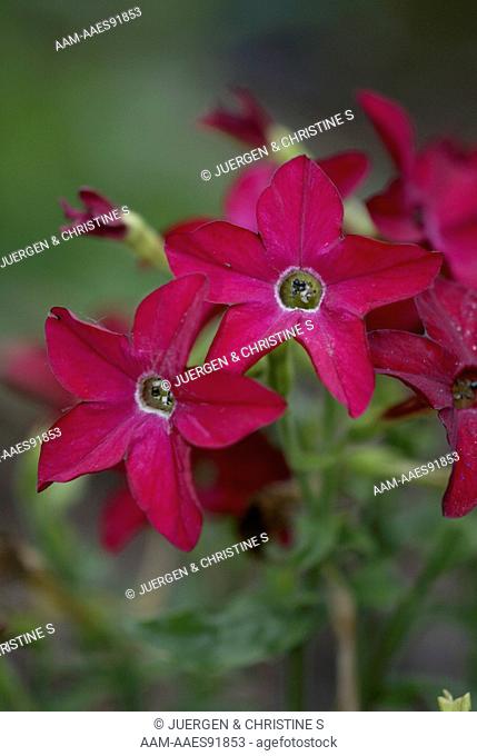 Flowering Tobacco (Nicotiana x sanderae)