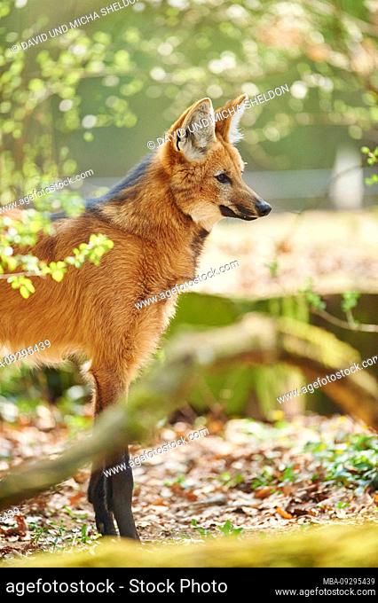 Maned wolf, Chrysocyon brachyurus, standing, sideways