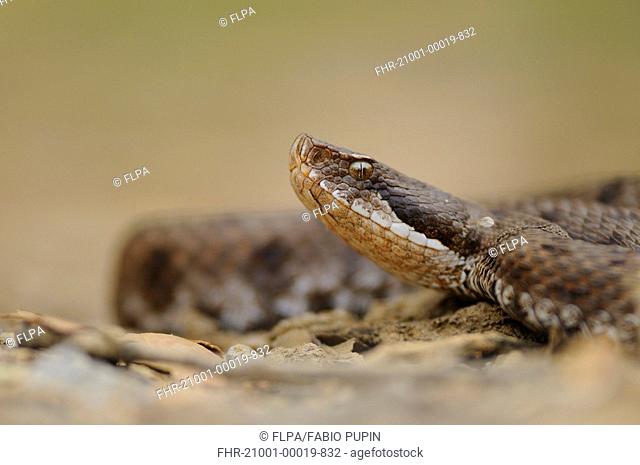 Asp Viper Vipera aspis adult, close-up of head, Italy, june