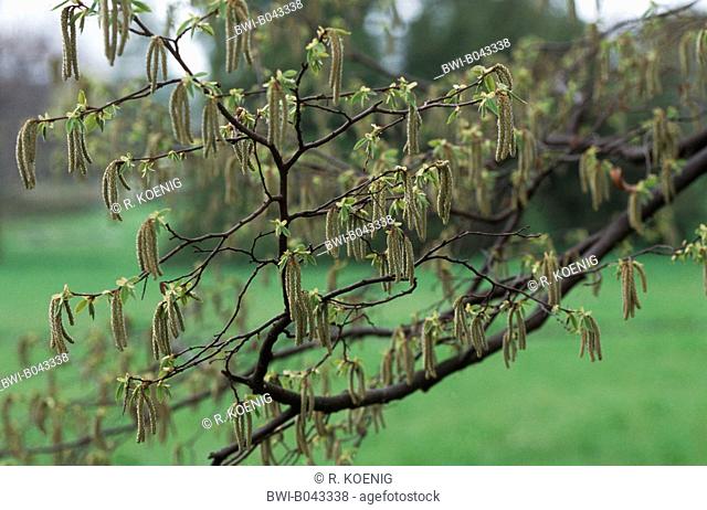European Hop-Hornbeam (Ostrya carpinifolia), blooming branch in spring