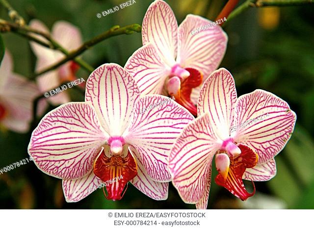 Orchid Phalaenopsis sp