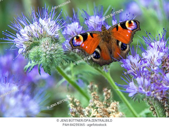 A peacock butterly sits on the blue blooming plant of the cover crop Phacelia in a field near Wismar,  Germany, 23 September 2016