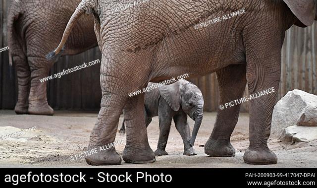 03 September 2020, Thuringia, Erfurt: The elephant girl Ayoka, born at the beginning of August in Thuringia's Zoopark, stands under an elephant cow after the...