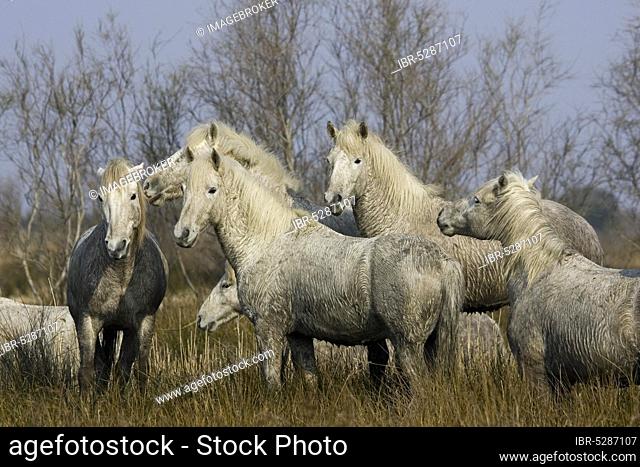 CAMARGUE HORSE, HERD STANDING IN THE HUMP, SAINTES MARIE DE LA MER IN THE SOUTH OF FRANCE