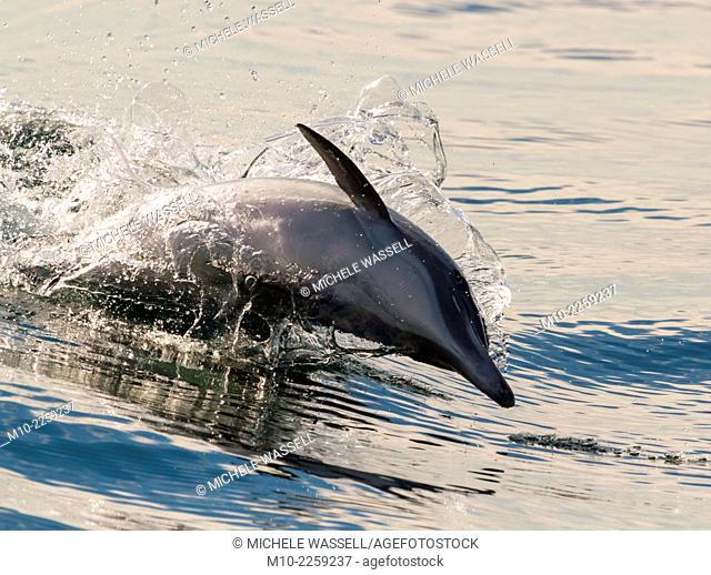 A Common Dolphin doing a side jump out of the swell in the Pacific Ocean off the southern California coast