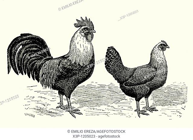 Cock and hen German race  Antique illustration  1900