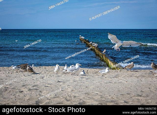 Sandy beach, Baltic Sea spa Graal-Müritz, Mecklenburg-Western Pomerania, Germany