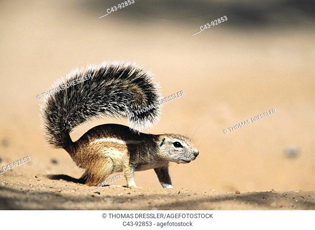 Cape Ground Squirrel (Xerus inauris), female. Kalahari-Gemsbok National Park, South Africa