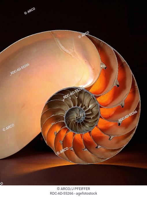Cross-section through shell of Chambered Nautilus Nautilus pompilius