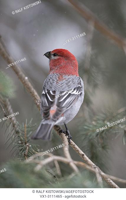 Pine Grosbeak / Hakengimpel ( Pinicola enucleator ) in winter, backside view of a male bird, watching aside, perched in a conifer, Yellowstone area, Wyoming