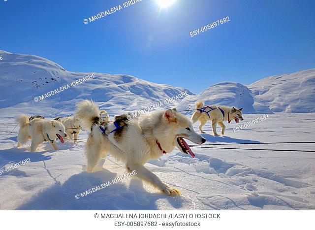 Sled dogs on the pack ice of Greenland