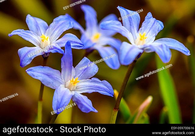 Blooming of beautiful blue flowers (Chionodoxa) in the spring garden