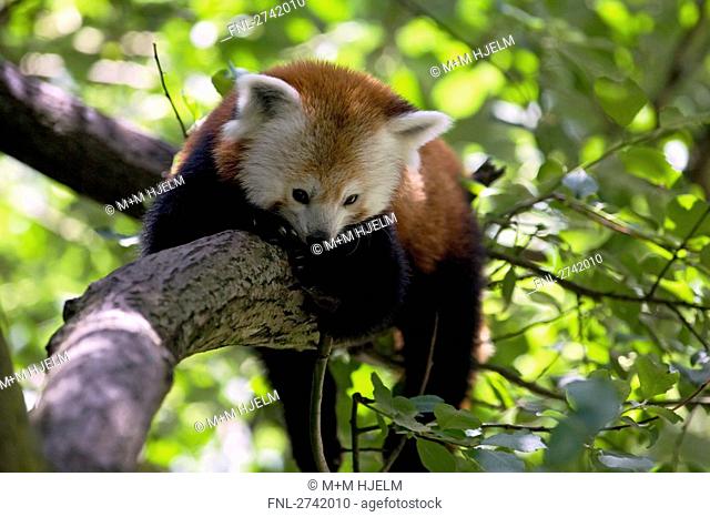 Close-up of Red panda Ailurus fulgens on branch, Germany
