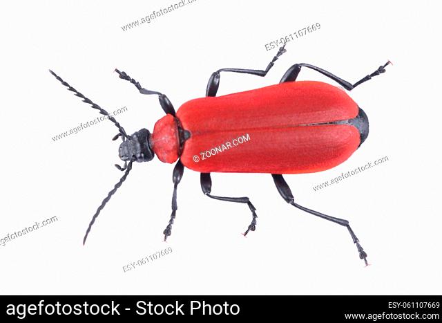 Red beetle isolated on a white background