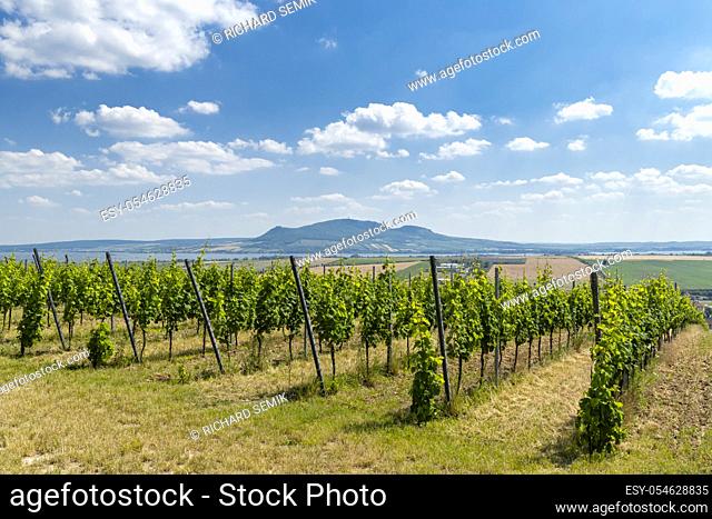 Palava with vineyards near Popice, South Moravia, Czech Republic