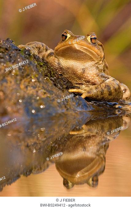 European common toad Bufo bufo, sitting at a stone at a pondside, Germany, Rhineland-Palatinate