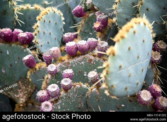 Cactus fruits