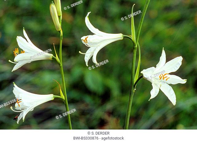 St. Bruno's Lily (Paradisea liliastrum, Paradisia liliastrum), flowers, Italy, South Tyrol, Dolomites
