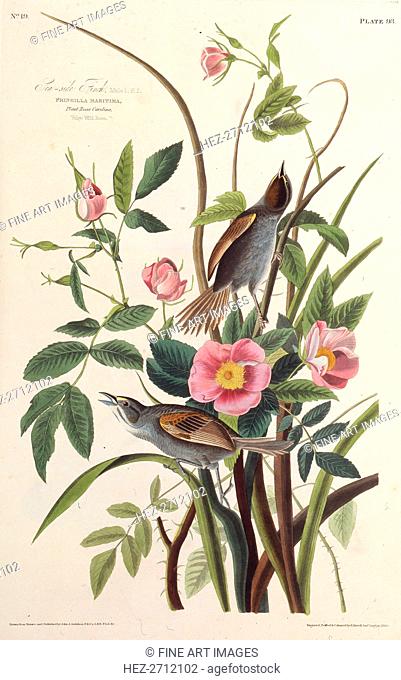 The Sea-side Finch. From The Birds of America, 1827-1838. Creator: Audubon, John James (1785-1851)